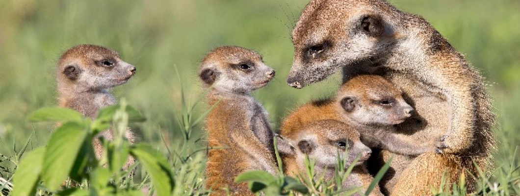 Google 3D Hayvanları İPhone’da Nasıl Kullanılır?