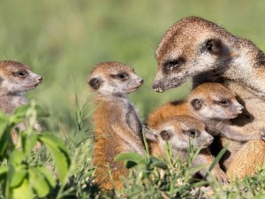 Google 3D Hayvanları İPhone’da Nasıl Kullanılır?