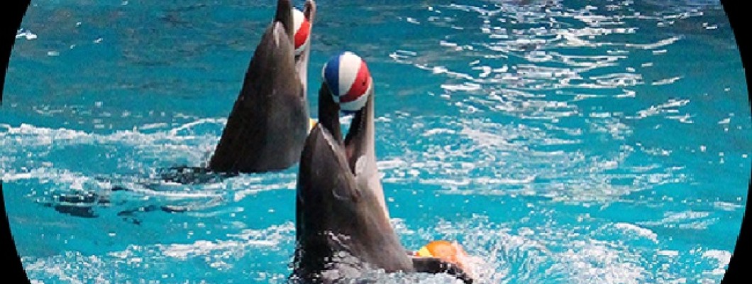 İstanbul Yunus Göster Merkezi - İstanbul Dolphinarium