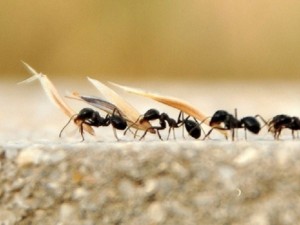 Dünyanın en hızlı karıncaları ’’Büyük Sahra gümüşleri’’ keşfedildi
