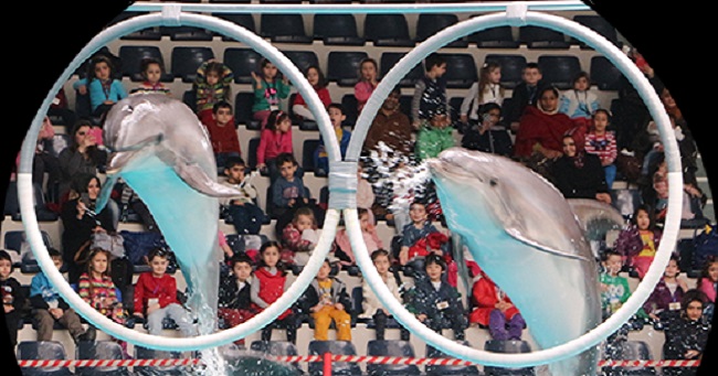 İstanbul Yunus Göster Merkezi - İstanbul Dolphinarium